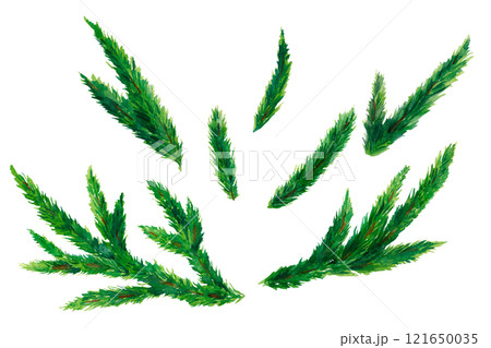 Winter Spruce Branch Art set. A finely detailed watercolor illustration of a spruce branch, great for holiday-themed advertising, Christmas cards, or printable templates. Winter Spruce Branch Art set. A finely detailed watercolor illustration of a spruce branch, great for holiday-themed advertising, Christmas cards, or printable templates. 121650035
