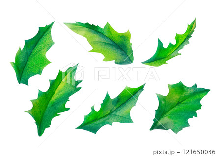 Holiday Holly clipart set. A beautifully rendered watercolor depiction of holly leaves, suitable for festive gift tags, New Year decor, holiday packaging., winter weddings, or gift wrapping ideas. 121650036