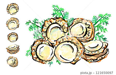 「帆立貝(ほたてがい)」の手書きイラスト(筆書き墨絵・水彩風) 「帆立貝(ほたてがい)」の手書きイラスト(筆書き墨絵・水彩風) 121650097