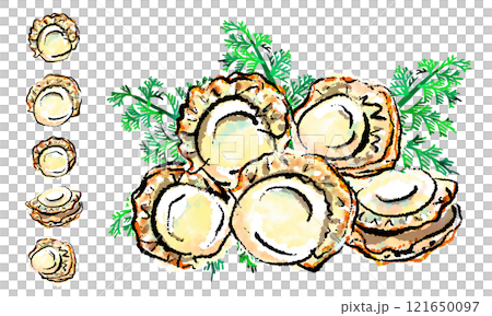 「扇貝」手繪插圖(筆觸、sumi-e、水彩風格) 「扇貝」手繪插圖(筆觸、sumi-e、水彩風格) 121650097