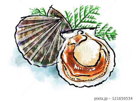 「帆立貝(ほたてがい)」の手書きイラスト(筆書き墨絵・水彩風) 「帆立貝(ほたてがい)」の手書きイラスト(筆書き墨絵・水彩風) 121650534