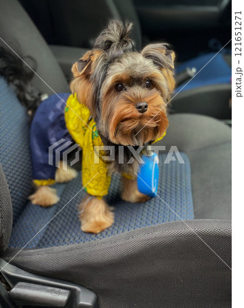 Yorkshire Terrier in a car. Well-groomed Yorkshire Terrier in Overalls. 121651271