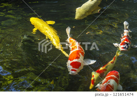 優雅に泳ぐ鯉　池で泳ぐ錦鯉　色鮮やかな錦鯉　観賞魚 121651474