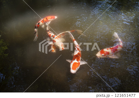優雅な錦鯉 優雅な錦鯉