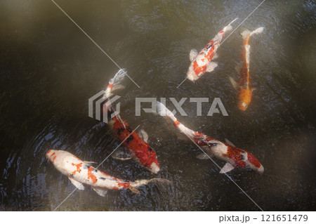 優雅に泳ぐ鯉　池で泳ぐ錦鯉　色鮮やかな錦鯉　観賞魚 121651479