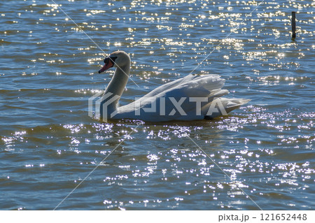 Beautiful swan floats on the lake 121652448