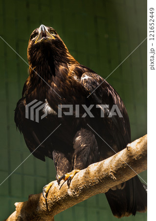 Falcon (hawk) sits on a tree Falcon (hawk) sits on a tree 121652449