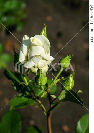 Flowering summer rose in bud 121652454