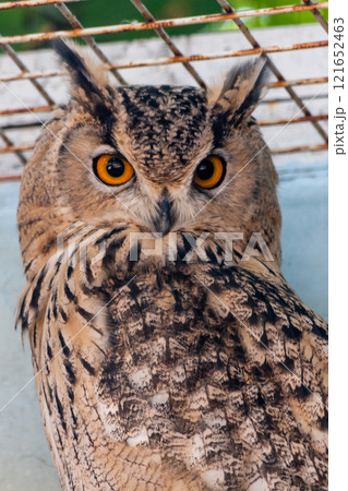 Beautiful owl 121652463