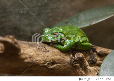 A green toad sits on a branch A green toad sits on a branch 121652468