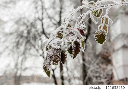 Leaves covered with hoarfrost and snow close up 121652480
