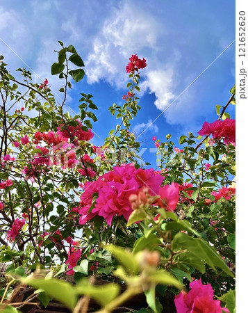 南国沖縄のピンクの花ブーゲンビリアと青空 121652620