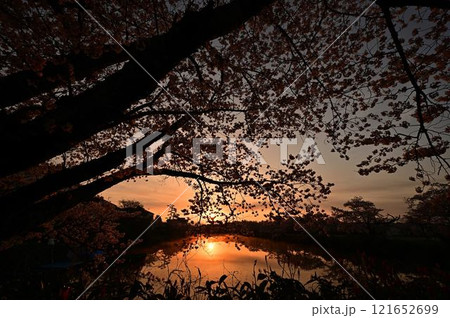 春の丹波篠山城 121652699