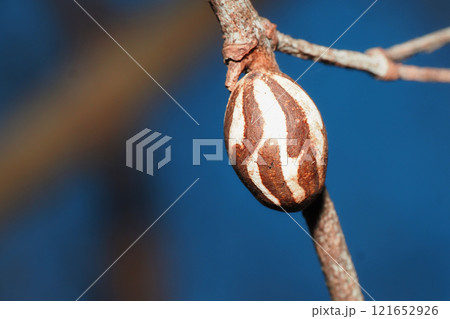 イラガの繭 イラガの繭 121652926