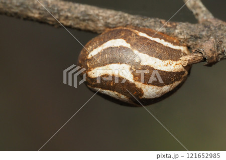 イラガの繭 121652985
