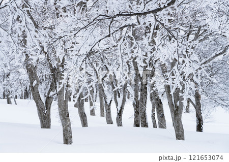 冬のブナの森 121653074