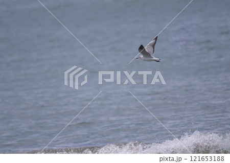 Seagull flying on the water , in the sea 121653188