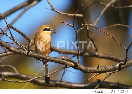 モズ（オス） 121653258