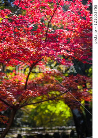 聖宝寺　庭園　鳴谷山聖宝寺　紅葉の名所　いなべ市　三重県 121653768