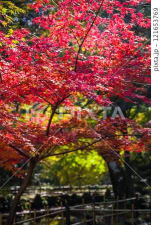 聖宝寺 庭園 鳴谷山聖宝寺 紅葉の名所 いなべ市 三重県 聖宝寺 庭園 鳴谷山聖宝寺 紅葉の名所 いなべ市 三重県 121653769