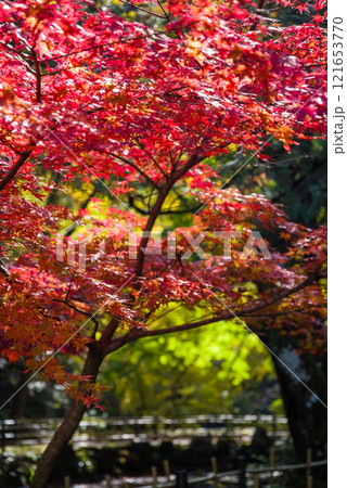 聖宝寺 庭園 鳴谷山聖宝寺 紅葉の名所 いなべ市 三重県 聖宝寺 庭園 鳴谷山聖宝寺 紅葉の名所 いなべ市 三重県 121653770