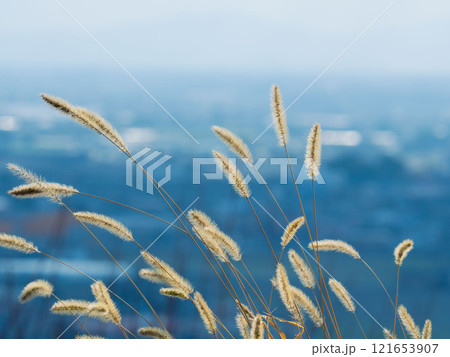 冬の日差しを受けるエノコログサ–ネコジャラシ02 121653907