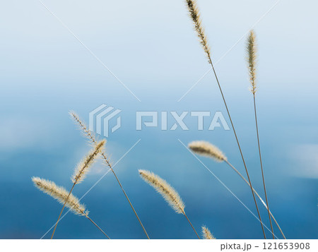 冬の日差しを受けるエノコログサ–ネコジャラシ03 121653908