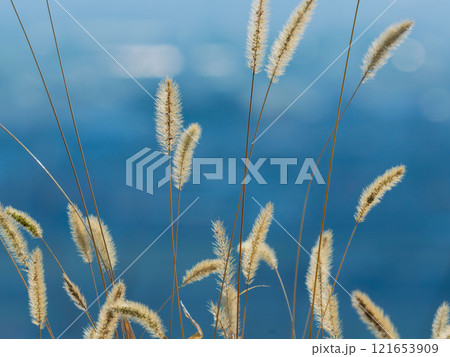 冬の日差しを受けるエノコログサ–ネコジャラシ04 121653909