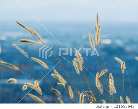 冬の日差しを受けるエノコログサ–ネコジャラシ01 121653948