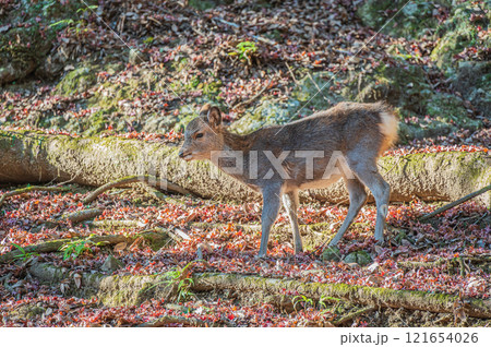 春日山原始林の鹿　奈良市 121654026