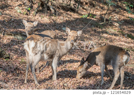 春日山原始林の鹿　奈良市 121654029