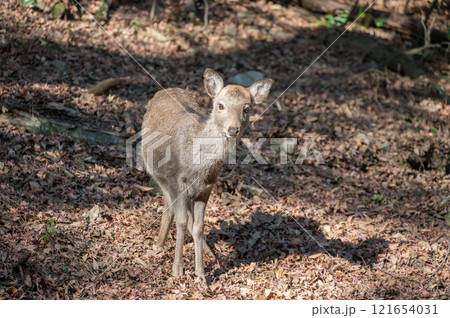 春日山原始林の鹿　奈良市 121654031