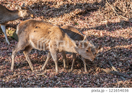 春日山原始林の鹿 奈良市 春日山原始林の鹿 奈良市 121654036