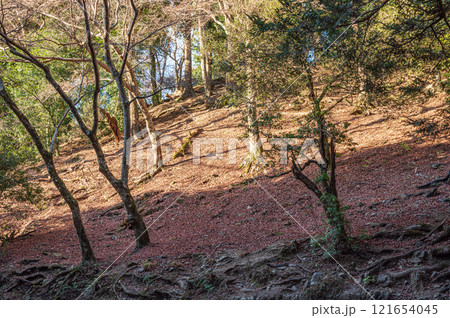 春日山原始林　奈良市 121654045
