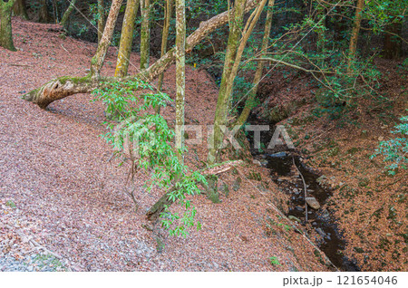 春日山原始林　奈良市 121654046