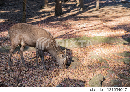 奈良公園の鹿 奈良公園の鹿 121654047