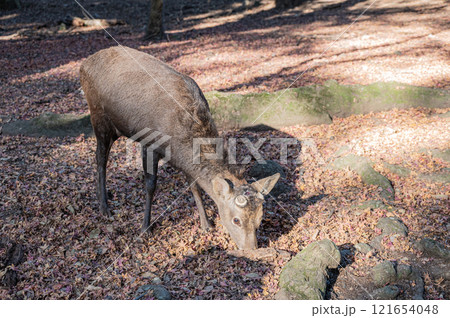 奈良公園の鹿　 121654048