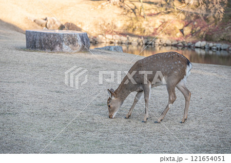 奈良公園の鹿 奈良公園の鹿 121654051