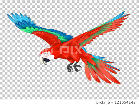 七彩綠金剛鸚鵡飛翔 121654148