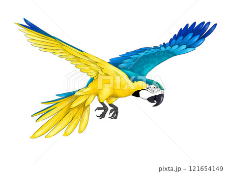 翼を広げたルリコンゴウインコのイラスト素材 [121654149] - PIXTA