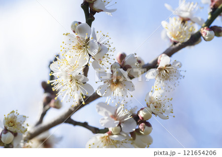 白い梅の花 121654206