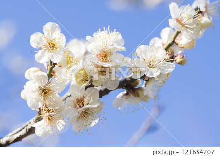 白い梅の花 121654207