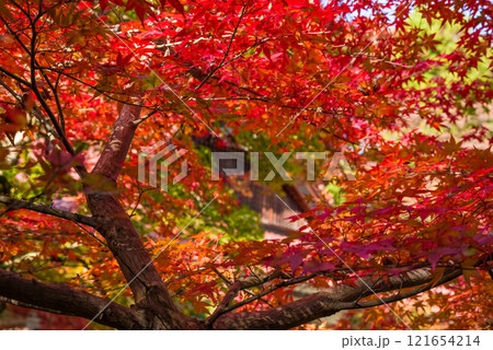 紅葉に包まれる聖宝寺　いなべ市　三重県 121654214