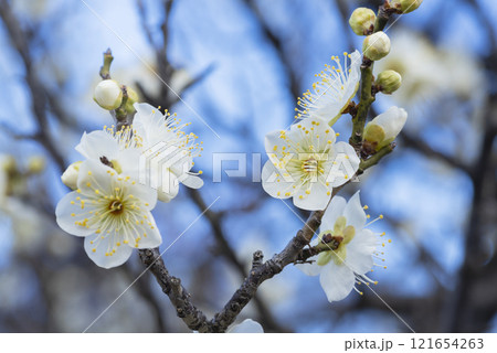 白い梅の花 121654263