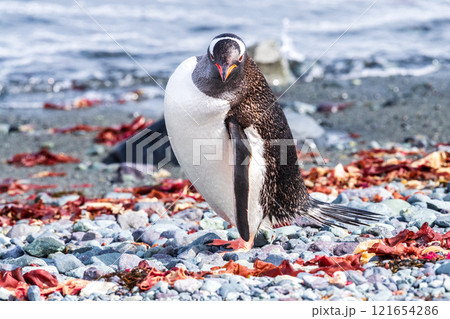 Close-up of a Gentoo Penguin on Trinity Island. Close-up of a Gentoo Penguin on Trinity Island. 121654286