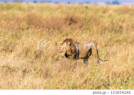 Male lion in the Serengeti Male lion in the Serengeti 121654288