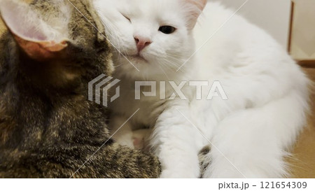 Beautiful domestic cats licking each other with tongues at home. Cute kittens taking care of a fur each other indoor. Family couple feline resting together. Concept of adorable animals. Close up Beautiful domestic cats licking each other with tongues at home. Cute kittens taking care of a fur each other indoor. Family couple feline resting together. Concept of adorable animals. Close up 121654309