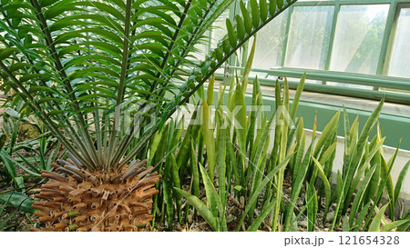 Exotic Botanical Plants in a Greenhouse Exotic Botanical Plants in a Greenhouse 121654328