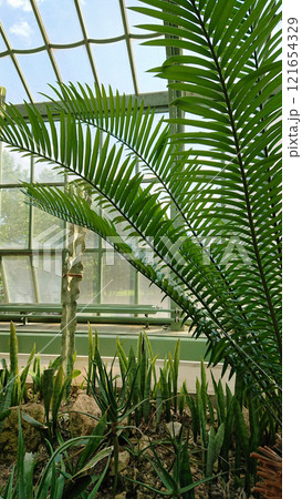 Exotic Botanical Plants in a Greenhouse 121654329