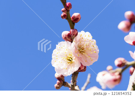 ピンクの梅の花 121654352